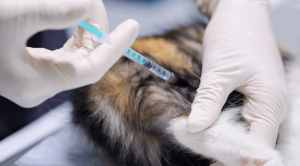 Pet Vaccinations in Lewiston, Maine