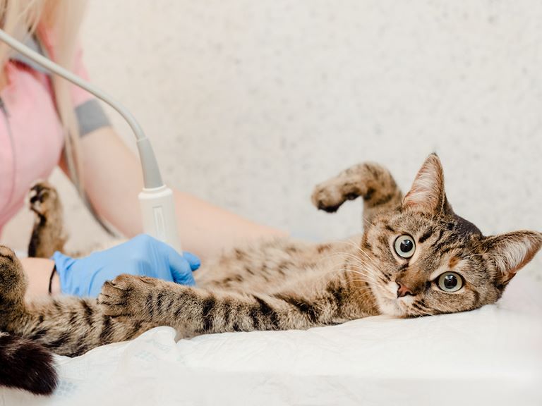 Ultrasound Ultrasound